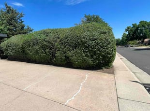 Bush Trimming by Jesse Nunez for Chelsea K. in Denver, CO