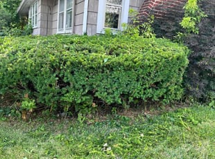 Bush Trimming by Phillip Crews for Robert F. in Toledo, OH