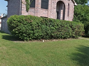 Bush Trimming by Elizabeth Cruz for Sharee j. in McKinney, TX