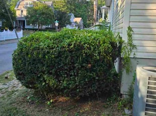 Bush Trimming by Jami Hughes for Lynn J. in Sewickley, PA