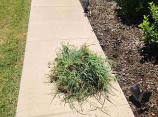 Weeding by Jesus Valencia for Marcy M. in Little Elm, TX