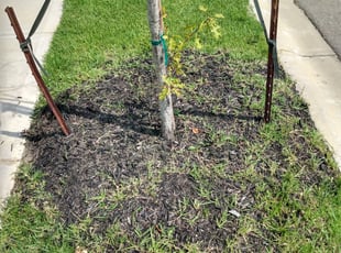 Weeding by Geraldine Marshall for MONIKA R. in Lexington, SC