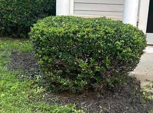 Bush Trimming by Amanda Carteri for Stephanie W. in Clayton, NC