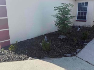 Weeding by Jairo Ibero for Jennifer A. in Davenport, FL