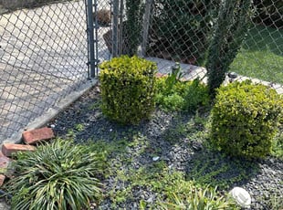 Bush Trimming by Joseph Smith for Toya M. in Baltimore, MD