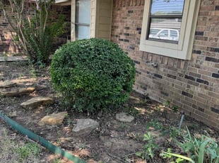 Bush Trimming by Maria Hernandez for George S. in Flower Mound, TX