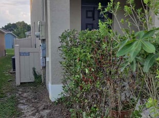 Bush Trimming by Karol Frisancho for Thang c. in DeLand, FL