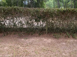 Bush Trimming by Antwan Tim for Sandy H. in Tallahassee, FL