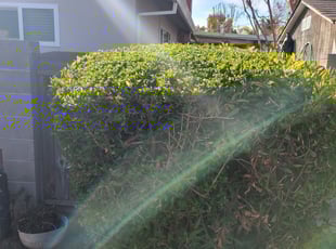 Bush Trimming by Juan Rodriguez for Gary W. in Carmichael, CA