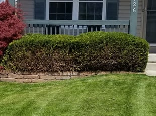 Bush Trimming by Mike Trovato for Kat P. in Blacklick, OH