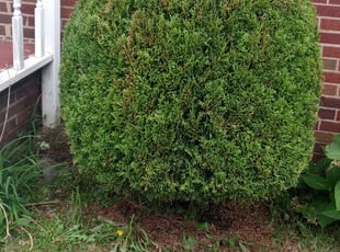 Bush Trimming by Johnathan Higgins for Gladine D. in Akron, OH