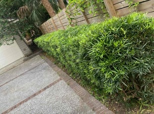 Bush Trimming by Tyrone Mack for Mike L. in Charleston, SC