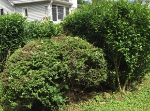 Bush Trimming by Lorenzo Villatoro for Chris M. in Leesburg, VA