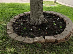 Landscaping by Justin Neeley for Addison W. in North Richland Hills, TX