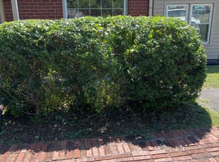 Bush Trimming by William Lucas III for Jake B. in Nashville, TN