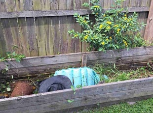 Weeding by Ryan Whitaker for Edward M. in Holiday, FL