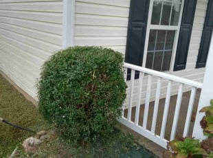 Bush Trimming by Andre Thompson for Michael H. in Charlotte, NC