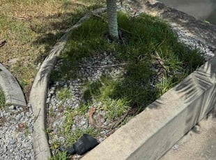 Weeding by David Scheafnocker for Greg M. in Cape Coral, FL