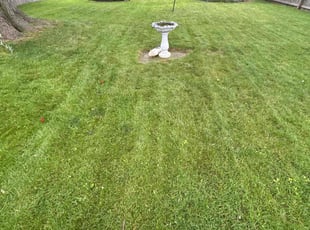 Cleanups by Kyle Yacko for Margaret C. in Roseville, MI