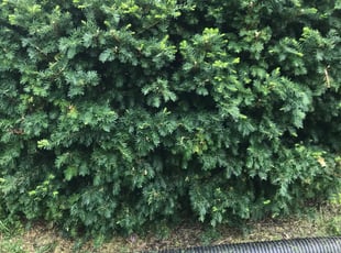 Bush Trimming by Margarito Cardona for Kelly S. in Chantilly, VA