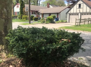 Bush Trimming by Katie Cliff for Steven B. in Toledo, OH