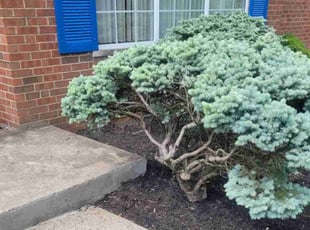 Mulching by Lawrence Tischler for Deborah M. in Cincinnati, OH