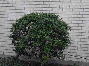 Bush Trimming by Alexis Perez for Amanda J. in Cypress, TX