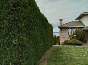 Bush Trimming by Robert Martin for Joshua P. in Everett, WA