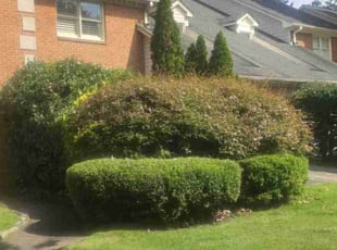 Bush Trimming by Douglas McClelland for Rayburn T. in Birmingham, AL