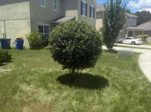 Bush Trimming by Luis Aviles for Josh A. in Winter Haven, FL