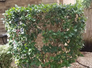 Bush Trimming by Jahaziel Sosa for Stacy V. in San Antonio, TX