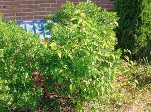 Bush Trimming by Philip Shoop for Betty M. in East York, PA