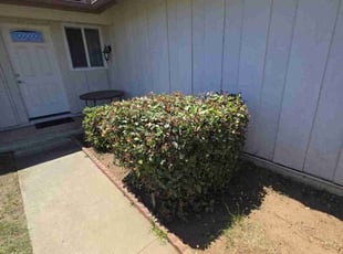 Bush Trimming by Roberto Medina for Nick H. in San Diego, CA