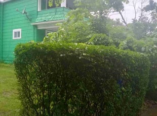 Bush Trimming by Jeremy Zanders for Frank D. in Cleveland, OH