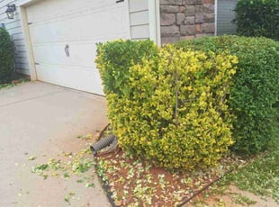 Bush Trimming by Quincy Ballenger for Ju G. in Duncan, SC