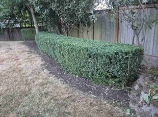Bush Trimming by Jason Van hardenberg for Clara K. in Mukilteo, WA