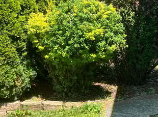 Bush Trimming by Jose Perea for Henry H. in Milwaukee, WI