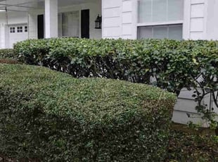 Bush Trimming by Freddie Malcom for Anthony W. in Lithonia, GA