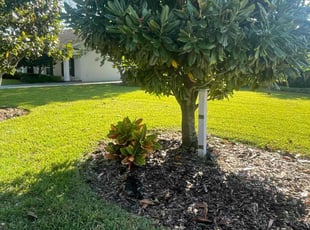 Michele O.'s Lawn Care service result