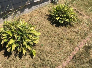 Weeding by Charles Hubbard for Nathan J. in Cleveland, OH