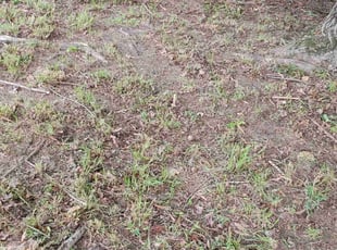 Leaf Removal by Rohan James for James F. in Chester, VA