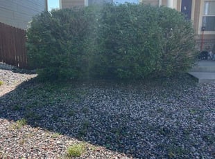 Bush Trimming by Brennen Spratte for Keziah W. in Colorado Springs, CO