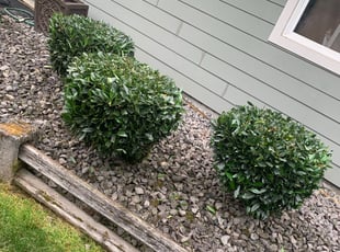 Bush Trimming by Antonio Ortega for Debbie . in Gresham, OR