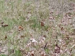 Leaf Removal by Julie Fisk for Tang M. in Andover, MN