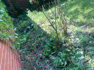 Bush Trimming by Joseph Taylor for Ms L. in Indianapolis, IN