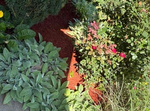 Mulching by Amanda Carter for Elizabeth D. in Clayton, NC