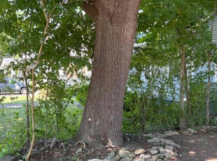 Bush Trimming by Robert Euson for Shari M. in Syracuse, NY