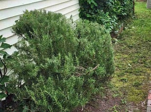 Bush Trimming by Jay M for William D. in Virginia Beach, VA