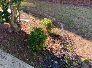 Bush Trimming by Travis Brown for Diana S. in Atlanta, GA