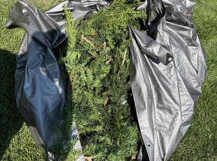 Weeding by Bryan Miller for Philip W. in Cedar Rapids, IA